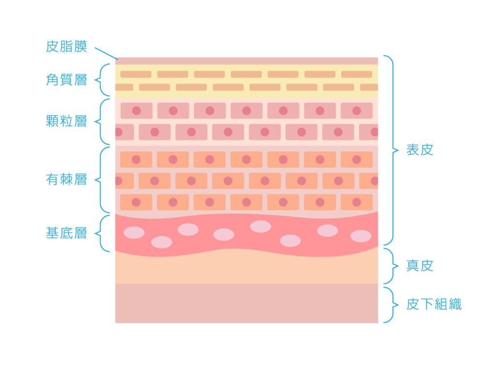 肌の構造