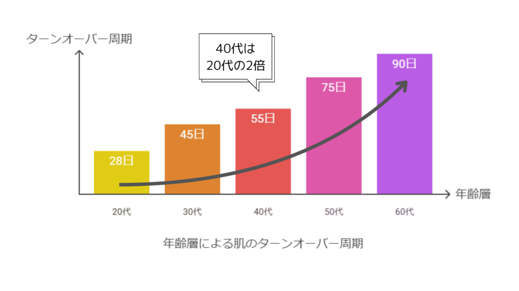 年齢によるターンオーバー周期